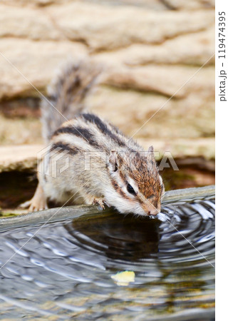 水を飲むシマリス 119474395