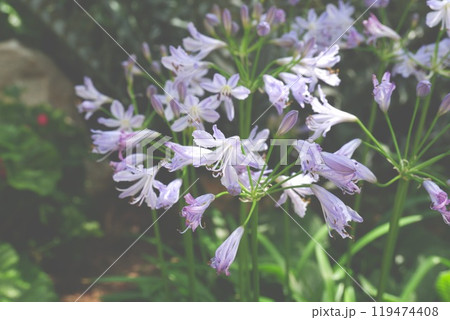 サクソルムの背景イメージ 119474408