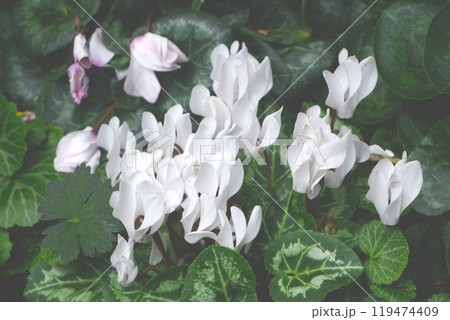 白い花・シンガポール 白い花・シンガポール 119474409