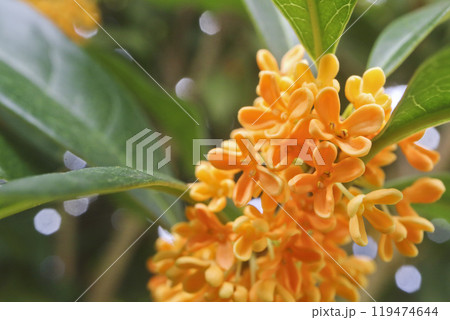 オレンジ色のキンモクセイの花 オレンジ色のキンモクセイの花 119474644