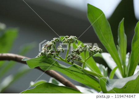 モンパノキの花とつぼみ モンパノキの花とつぼみ 119474847