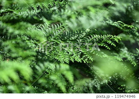 秋のヒノキ（檜）の葉 119474946