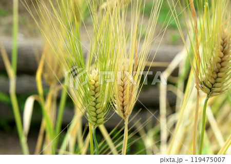 六条オオムギ 119475007