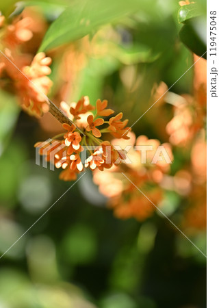 キンモクセイ（金木犀）の花 119475048