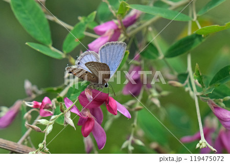 萩の花の蜜を吸うクロマダラソテツシジミ 萩の花の蜜を吸うクロマダラソテツシジミ 119475072