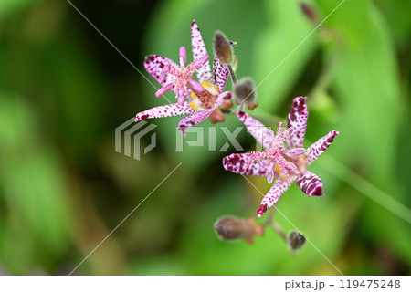 ユリ科ホトトギス（杜鵑草） 119475248