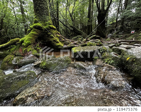 The Shiratani Unsuikyo Ravine on Yakushima is a lush nature park containing several ancient cedars, Yakushima is a World Heritage Site island located in Kagoshima Prefecture, Kyushu, Japan 119475376