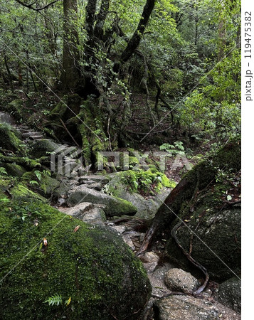 The Shiratani Unsuikyo Ravine on Yakushima is a lush nature park containing several ancient cedars, Yakushima is a World Heritage Site island located in Kagoshima Prefecture, Kyushu, Japan 119475382
