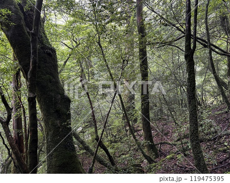 The Shiratani Unsuikyo Ravine on Yakushima is a lush nature park containing several ancient cedars, Yakushima is a World Heritage Site island located in Kagoshima Prefecture, Kyushu, Japan 119475395
