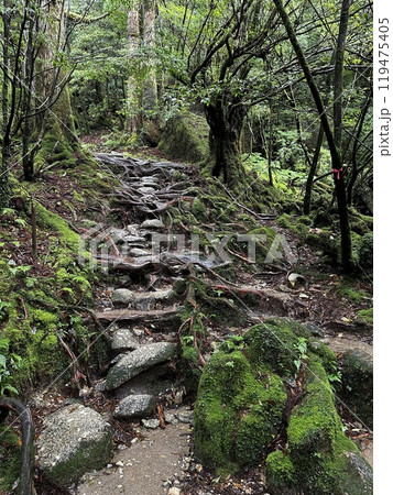 The Shiratani Unsuikyo Ravine on Yakushima is a lush nature park containing several ancient cedars, Yakushima is a World Heritage Site island located in Kagoshima Prefecture, Kyushu, Japan The Shiratani Unsuikyo Ravine on Yakushima is a lush nature park containing several ancient cedars, Yakushima is a World Heritage Site island located in Kagoshima Prefecture, Kyushu, Japan 119475405