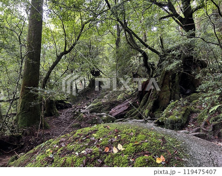 The Shiratani Unsuikyo Ravine on Yakushima is a lush nature park containing several ancient cedars, Yakushima is a World Heritage Site island located in Kagoshima Prefecture, Kyushu, Japan 119475407