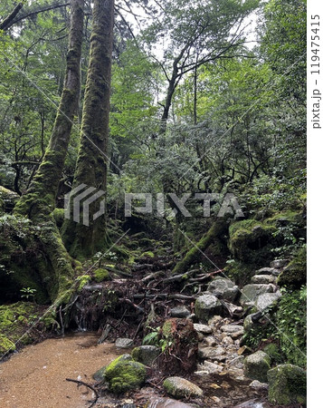 The Shiratani Unsuikyo Ravine on Yakushima is a lush nature park containing several ancient cedars, Yakushima is a World Heritage Site island located in Kagoshima Prefecture, Kyushu, Japan The Shiratani Unsuikyo Ravine on Yakushima is a lush nature park containing several ancient cedars, Yakushima is a World Heritage Site island located in Kagoshima Prefecture, Kyushu, Japan 119475415