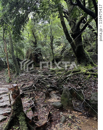 The Shiratani Unsuikyo Ravine on Yakushima is a lush nature park containing several ancient cedars, Yakushima is a World Heritage Site island located in Kagoshima Prefecture, Kyushu, Japan The Shiratani Unsuikyo Ravine on Yakushima is a lush nature park containing several ancient cedars, Yakushima is a World Heritage Site island located in Kagoshima Prefecture, Kyushu, Japan 119475417