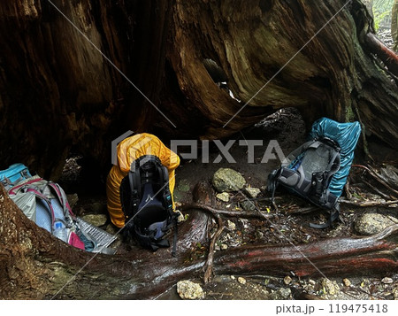 The Shiratani Unsuikyo Ravine on Yakushima is a lush nature park containing several ancient cedars, Yakushima is a World Heritage Site island located in Kagoshima Prefecture, Kyushu, Japan 119475418