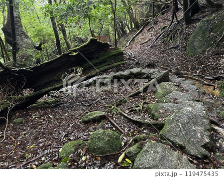 The Shiratani Unsuikyo Ravine on Yakushima is a lush nature park containing several ancient cedars, Yakushima is a World Heritage Site island located in Kagoshima Prefecture, Kyushu, Japan 119475435