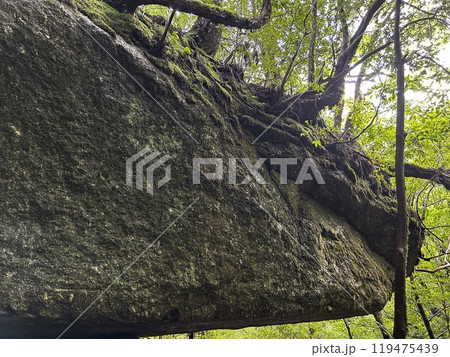 The Shiratani Unsuikyo Ravine on Yakushima is a lush nature park containing several ancient cedars, Yakushima is a World Heritage Site island located in Kagoshima Prefecture, Kyushu, Japan 119475439