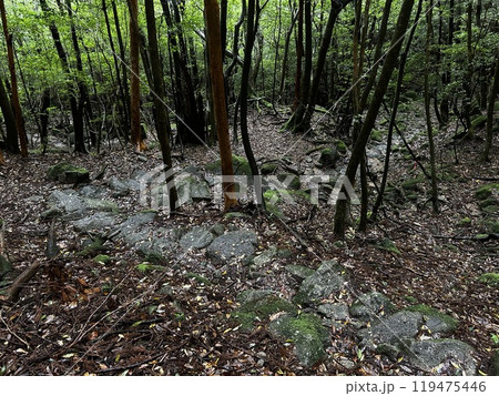 The Shiratani Unsuikyo Ravine on Yakushima is a lush nature park containing several ancient cedars, Yakushima is a World Heritage Site island located in Kagoshima Prefecture, Kyushu, Japan 119475446