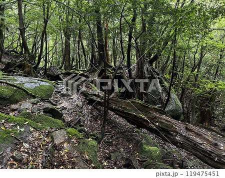 The Shiratani Unsuikyo Ravine on Yakushima is a lush nature park containing several ancient cedars, Yakushima is a World Heritage Site island located in Kagoshima Prefecture, Kyushu, Japan 119475451