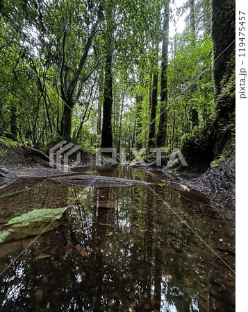 The Shiratani Unsuikyo Ravine on Yakushima is a lush nature park containing several ancient cedars, Yakushima is a World Heritage Site island located in Kagoshima Prefecture, Kyushu, Japan 119475457
