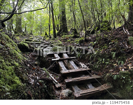 The Shiratani Unsuikyo Ravine on Yakushima is a lush nature park containing several ancient cedars, Yakushima is a World Heritage Site island located in Kagoshima Prefecture, Kyushu, Japan 119475458