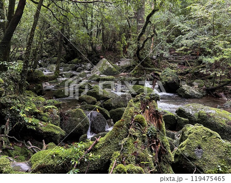 The Shiratani Unsuikyo Ravine on Yakushima is a lush nature park containing several ancient cedars, Yakushima is a World Heritage Site island located in Kagoshima Prefecture, Kyushu, Japan The Shiratani Unsuikyo Ravine on Yakushima is a lush nature park containing several ancient cedars, Yakushima is a World Heritage Site island located in Kagoshima Prefecture, Kyushu, Japan 119475465