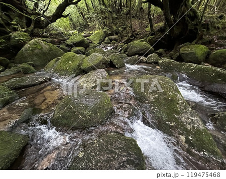 The Shiratani Unsuikyo Ravine on Yakushima is a lush nature park containing several ancient cedars, Yakushima is a World Heritage Site island located in Kagoshima Prefecture, Kyushu, Japan 119475468