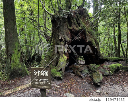 The Shiratani Unsuikyo Ravine on Yakushima is a lush nature park containing several ancient cedars, Yakushima is a World Heritage Site island located in Kagoshima Prefecture, Kyushu, Japan 119475485
