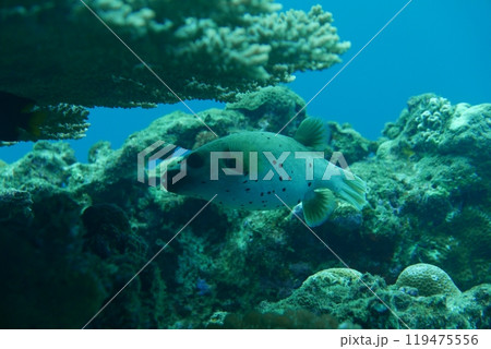 Amami Oshima is the largest island in the Satsunan island chain that runs between Kyushu and Okinawa and belongs to Kagoshima Prefecture. 119475556