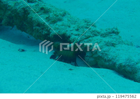 Amami Oshima is the largest island in the Satsunan island chain that runs between Kyushu and Okinawa and belongs to Kagoshima Prefecture. Amami Oshima is the largest island in the Satsunan island chain that runs between Kyushu and Okinawa and belongs to Kagoshima Prefecture. 119475562