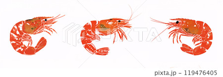 海老のイラスト 119476405