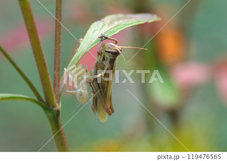 羽化したばかりのツチイナゴ 119476565