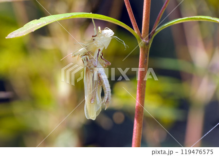 羽化中のツチイナゴ 119476575