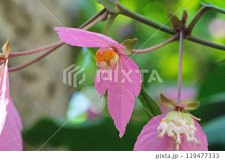ケショウボクの花 ケショウボクの花 119477333