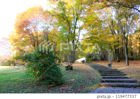 秋の公園の並木道（うつのみや文化の森） 119477337