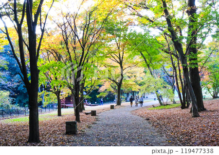 秋の公園の並木道(うつのみや文化の森) 秋の公園の並木道(うつのみや文化の森) 119477338