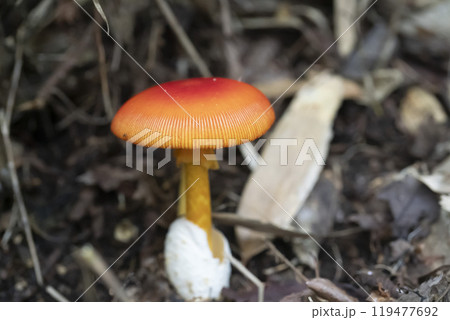赤くてかわいいタマゴタケ 119477692