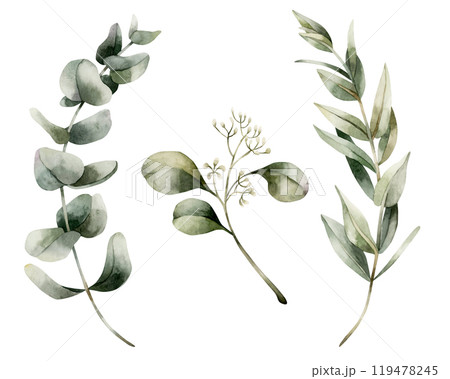 Eucalyptus Branches. Set of watercolor hand painted isolated floral illustrations with Silver Dollar, Seeded Eucalyptus for wedding invintations, Christmas winter design, botanical posters, prints Eucalyptus Branches. Set of watercolor hand painted isolated floral illustrations with Silver Dollar, Seeded Eucalyptus for wedding invintations, Christmas winter design, botanical posters, prints 119478245