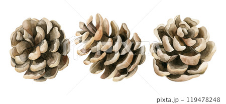 Pine cones. Set of pinecones. Forest plant. Watercolor hand painted isolated floral illustration for Christmas winter or autumn design, floral labels, botanical poster, prints, greeting card, wrapping Pine cones. Set of pinecones. Forest plant. Watercolor hand painted isolated floral illustration for Christmas winter or autumn design, floral labels, botanical poster, prints, greeting card, wrapping 119478248