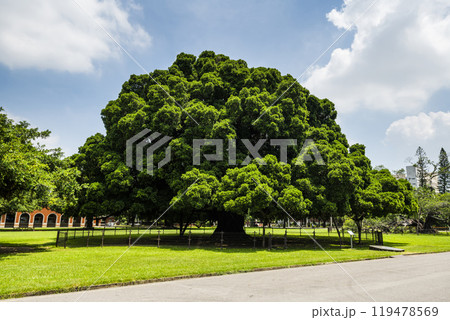Beautiful view of the large Banyan Garden on the campus of National Cheng Kung University (NCKU) in Tainan, Taiwan. 119478569