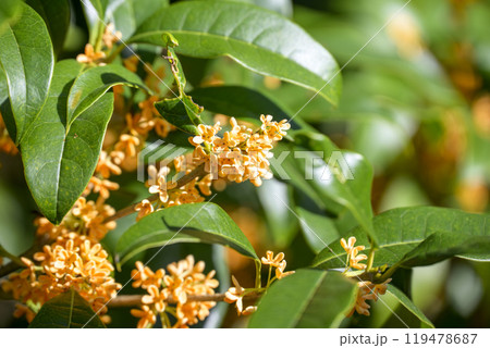 金木犀 秋の花 花素材 【東京都】 119478687
