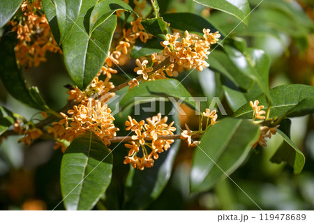 金木犀 秋の花 花素材 【東京都】 金木犀 秋の花 花素材 【東京都】 119478689