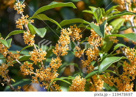 金木犀 秋の花 花素材 【東京都】 119478697