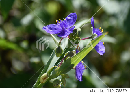 ムラサキツユクサの花 ムラサキツユクサの花 119478879