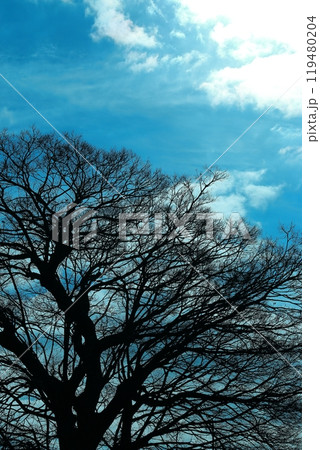 冬の空に伸びる桜の木 冬の空に伸びる桜の木 119480204