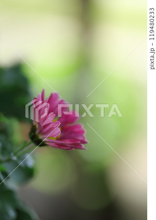 可愛いピンクのカンギクの花 119480233