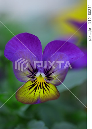 青いパンジー 119480234
