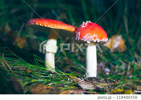 Two Amanita Muscaria, Known as the Fly Agaric or Fly Amanita 119480356