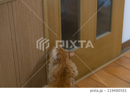 扉の前で待っている猫　茶トラ猫 119480581