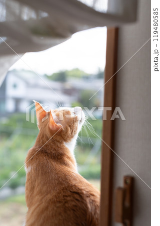 窓から外を眺める猫　茶トラ白 119480585