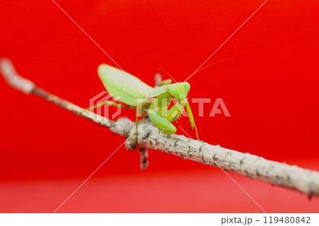 ハラビロカマキリ ハラビロカマキリ 119480842